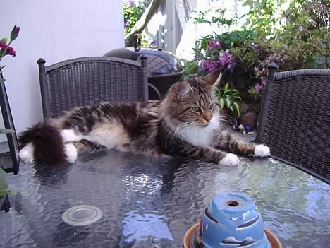Maine Coon  Olmocabe's Chelonia    billede 12