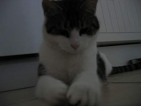 Blanding af racer Angel ' RIP  billede 11