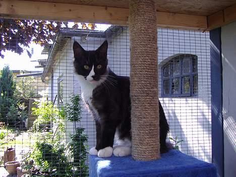 Maine Coon Løvehulen's Matador R.I.P - Matador 7 mdr billede 11