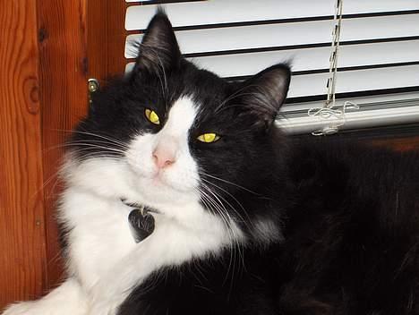 Norsk Skovkat Basil billede 8