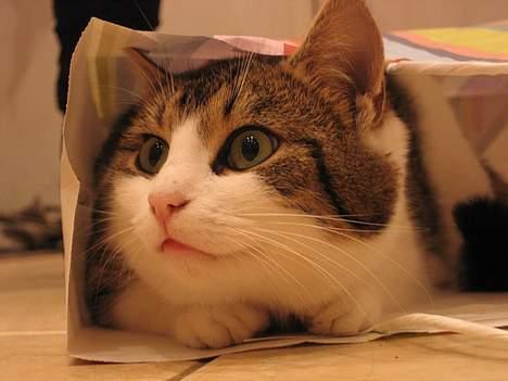 Blanding af racer Angel ' RIP  billede 12