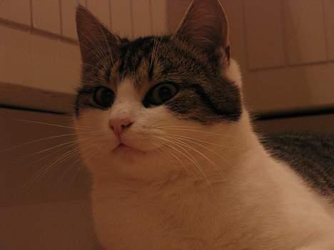 Blanding af racer Angel ' RIP  billede 13