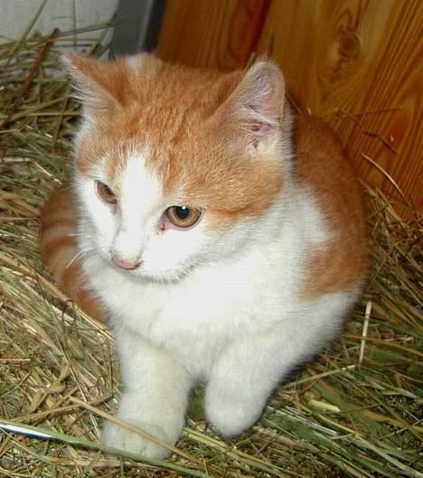 Blanding af racer Pjuske <3  billede 2