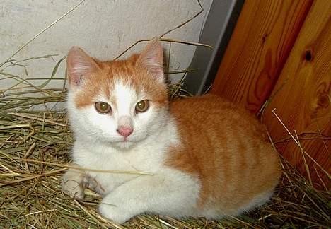 Blanding af racer Pjuske <3  billede 3