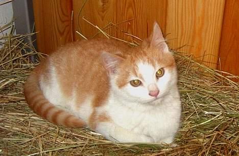 Blanding af racer Pjuske <3  billede 4