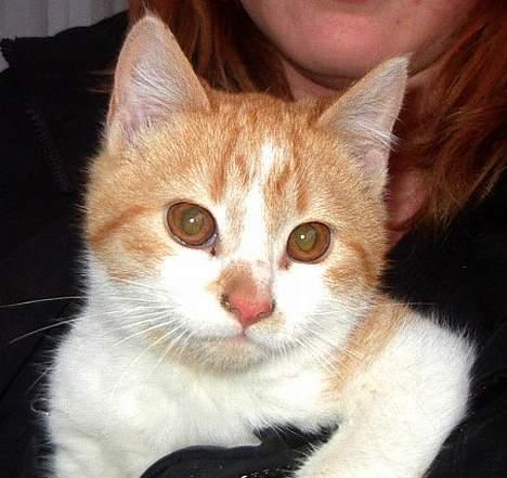 Blanding af racer Pjuske <3  - hendes Bror  billede 5