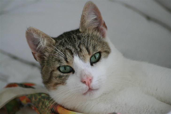 Huskat Oliver R.I.P  billede 1