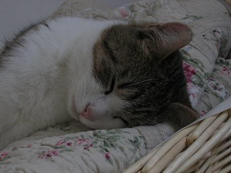 Huskat Oliver R.I.P  billede 2