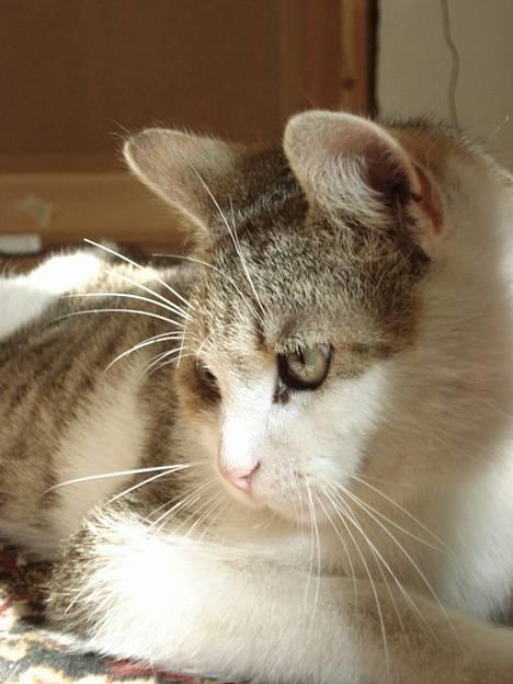 Huskat Oliver R.I.P  billede 3