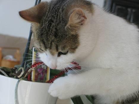 Huskat Oliver R.I.P  billede 4