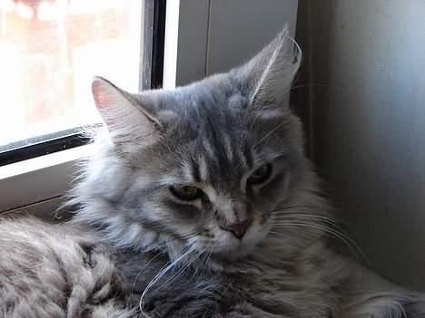 Maine Coon Naomi - Naomi hviler i vinduet..... billede 3