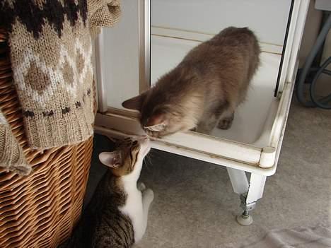 Maine Coon Naomi - FLYT DIG MAKKER ! billede 6