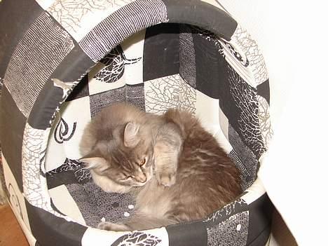 Maine Coon Naomi - Hygge i hulen. billede 7