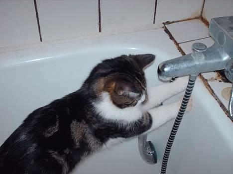 Huskat Pjevs - Ja, jeg vil altså gerne i bad! billede 12