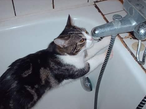 Huskat Pjevs - Hallooo vand, kom nu uuuud billede 13