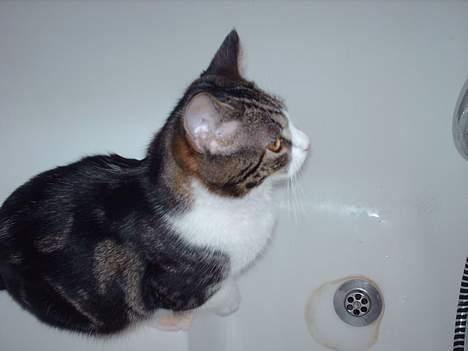 Huskat Pjevs - Jeg venteeeer billede 14