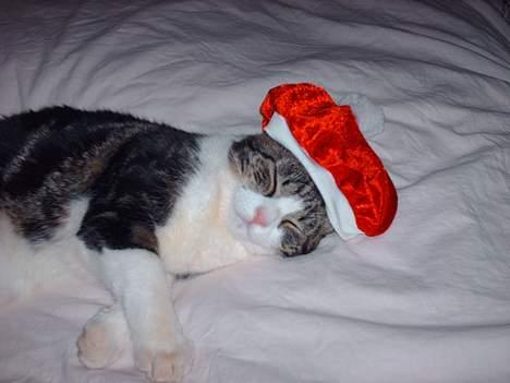 Huskat Pjevs - Pjevs ønsker dig en afslappet jul :P billede 15