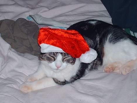 Huskat Pjevs - God jul :) billede 16