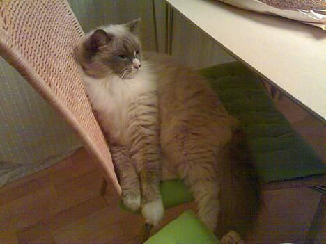 Ragdoll Charlie billede 6