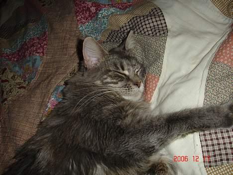 Maine Coon Anella  - Anella sover godt og dybt billede 6