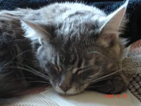 Maine Coon Anella  - Anella billede 7