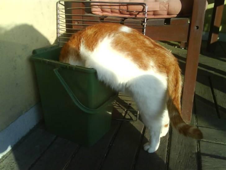 Huskat Kipper - hmm, har mor mon smidt nogle flere grøntsager ud? billede 3