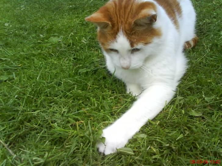 Huskat Kipper - hov, hvor blev den af? billede 4