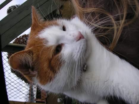 Huskat Kipper - Kipper billede 5