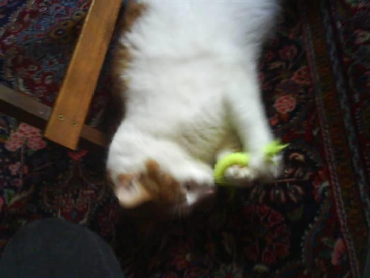 Huskat Kipper - den her gang slipper du ikke fra mig!  billede 6