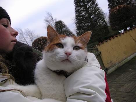 Huskat Kipper - Hvem der? billede 7