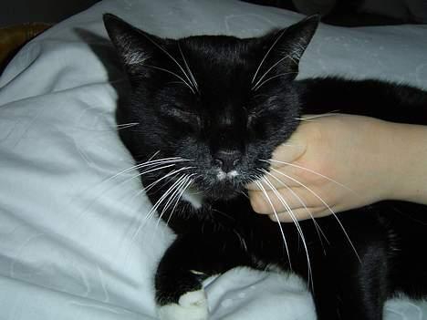 Huskat Sofus - Klø´ mig lige ik´ billede 1