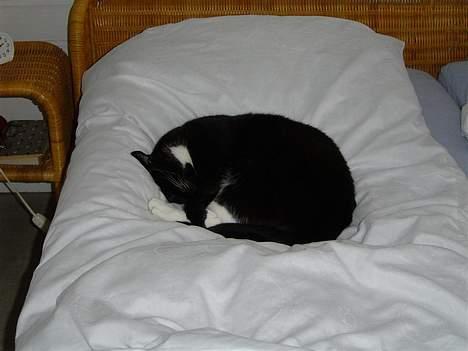 Huskat Sofus - Sikke jeg putter :D billede 2