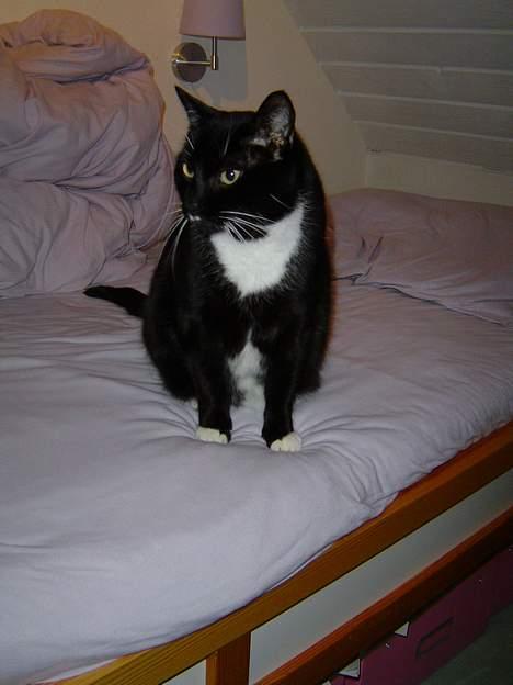 Huskat Sofus - Jeg er smuk :D billede 3