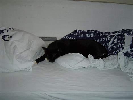 Huskat Sofus - Flyder .. billede 4