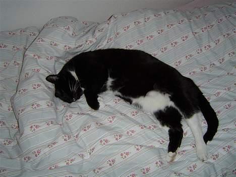 Huskat Sofus - Blotter mig lidt for kameraet .. billede 5