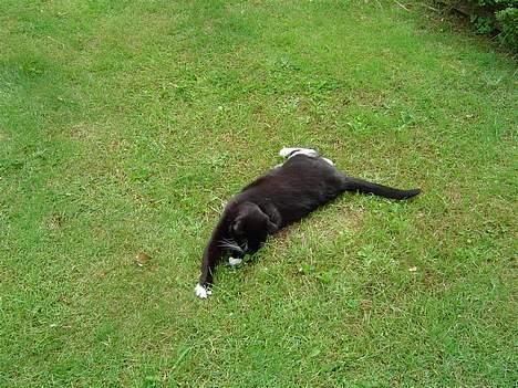 Huskat Sofus - Leg med mig !! billede 6