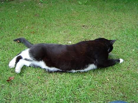 Huskat Sofus - Leg med mig !! billede 7