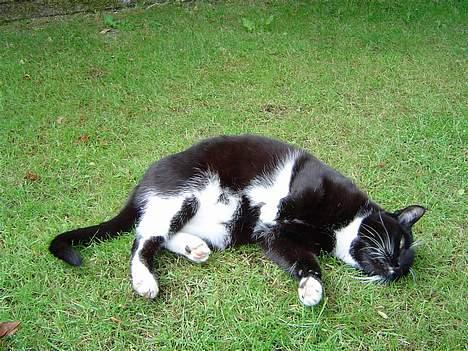 Huskat Sofus - Mine knurrehår kløer !! billede 8