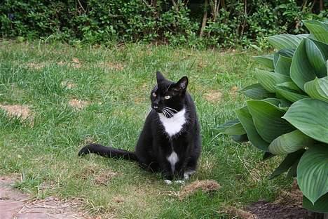 Huskat Sofus - Beundrer I mig? :D billede 9