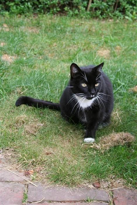 Huskat Sofus - På lur .. billede 10