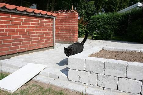 Huskat Sofus - Kigger på vores nye terassefliser - betræder dem lige med mine lyserøde trædepuder.. billede 11