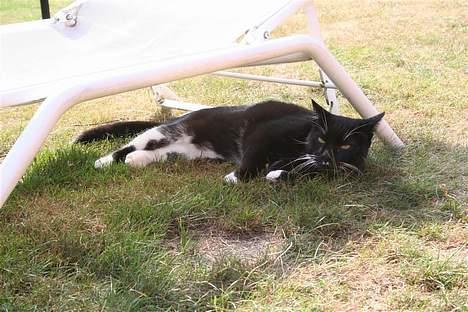 Huskat Sofus - Ligger i skyggen - Vil ikke forstyrres! billede 12