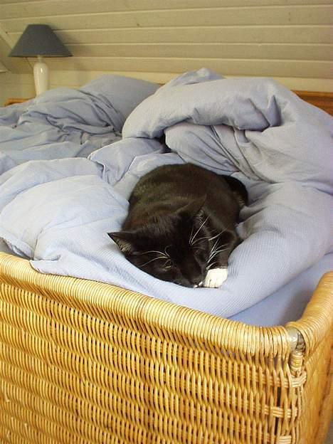 Huskat Sofus - Snooork! billede 13