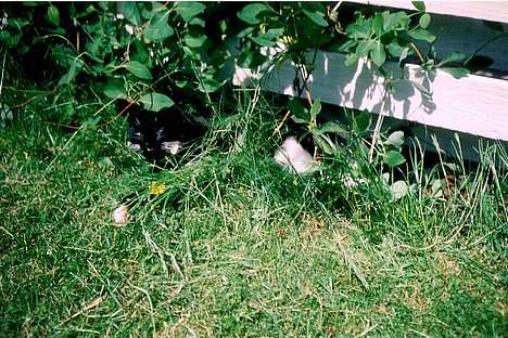 Huskat Sofus - Find mig? :D billede 14