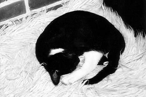 Huskat Sofus - Mig som killing .. billede 15