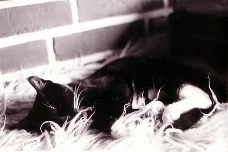 Huskat Sofus - Mig som killing .. billede 16