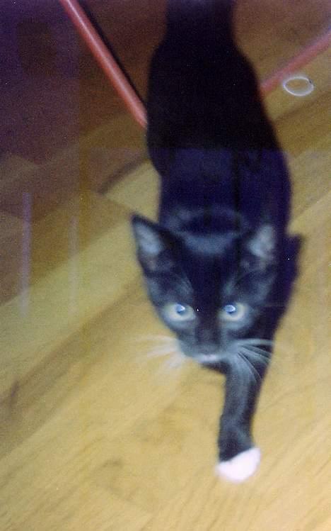 Huskat Sofus - Mig som killing .. Nysgerrig ! billede 17