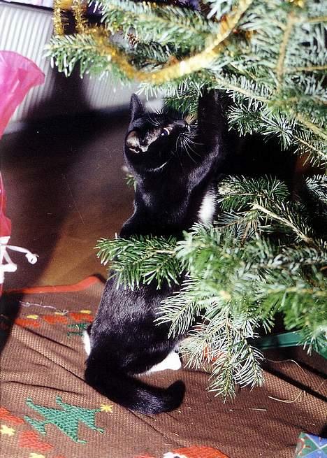 Huskat Sofus - ELSKER JULETRÆER ! De skal ned med nakken - muhahaha! billede 18