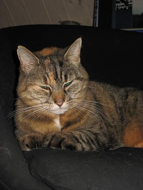 Huskat Miis (: - årgh´ du kommer altid med det der kamera . © Kristine Licht (mig) billede 20