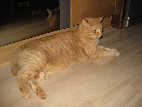 Blanding af racer Valdemar den Store - "Kommer den mad snart!?!" billede 11